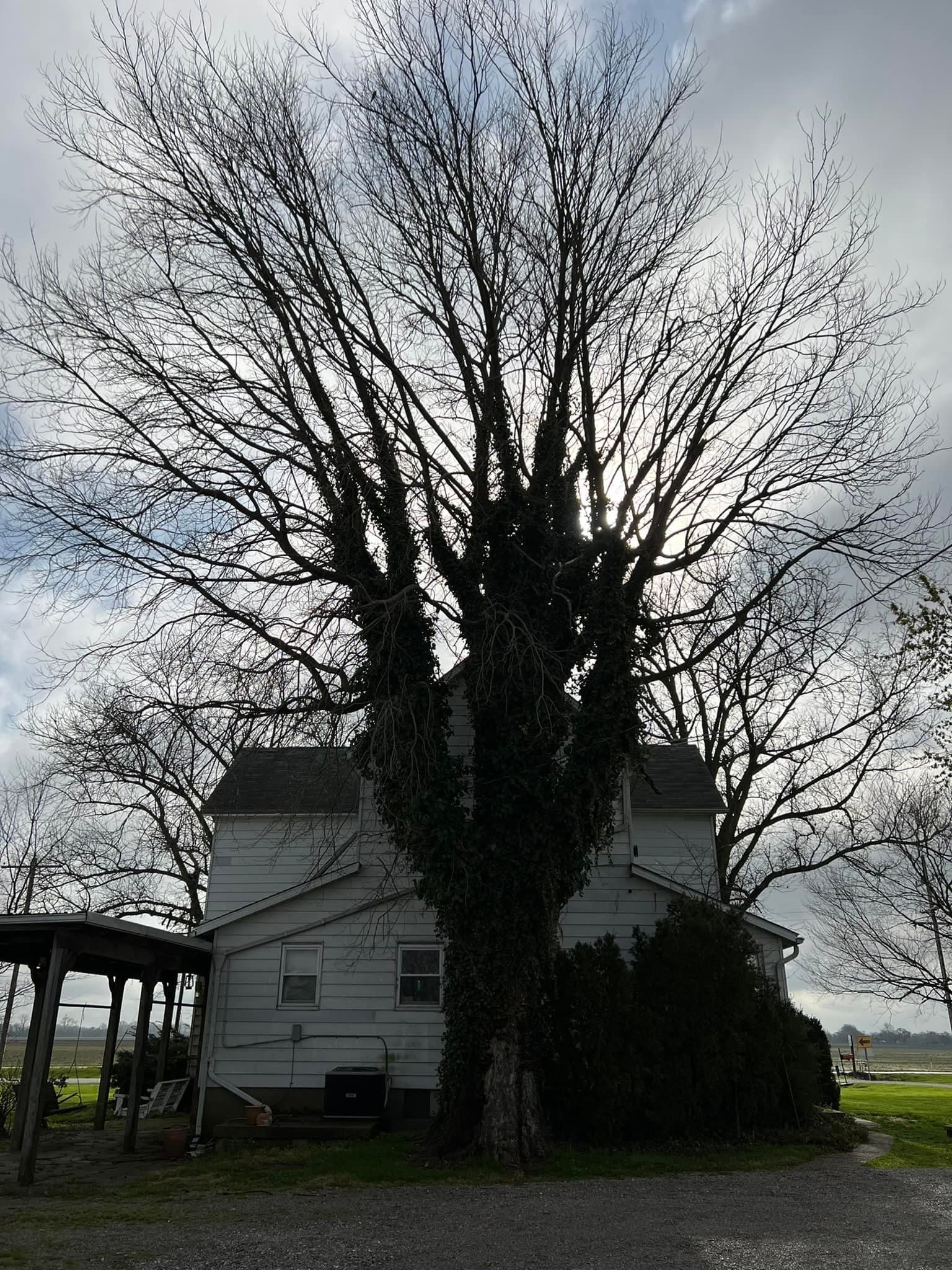 Silhouetted tree in front of a white house on a cloudy day.