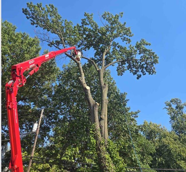 A tree being trimmed by a red lift truck against a blue sky.