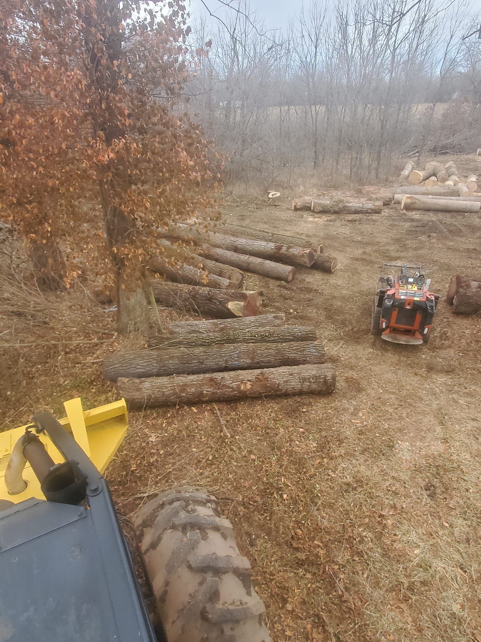 Logs and equipment in a logging area. Ground covered in leaves, trees in the background.