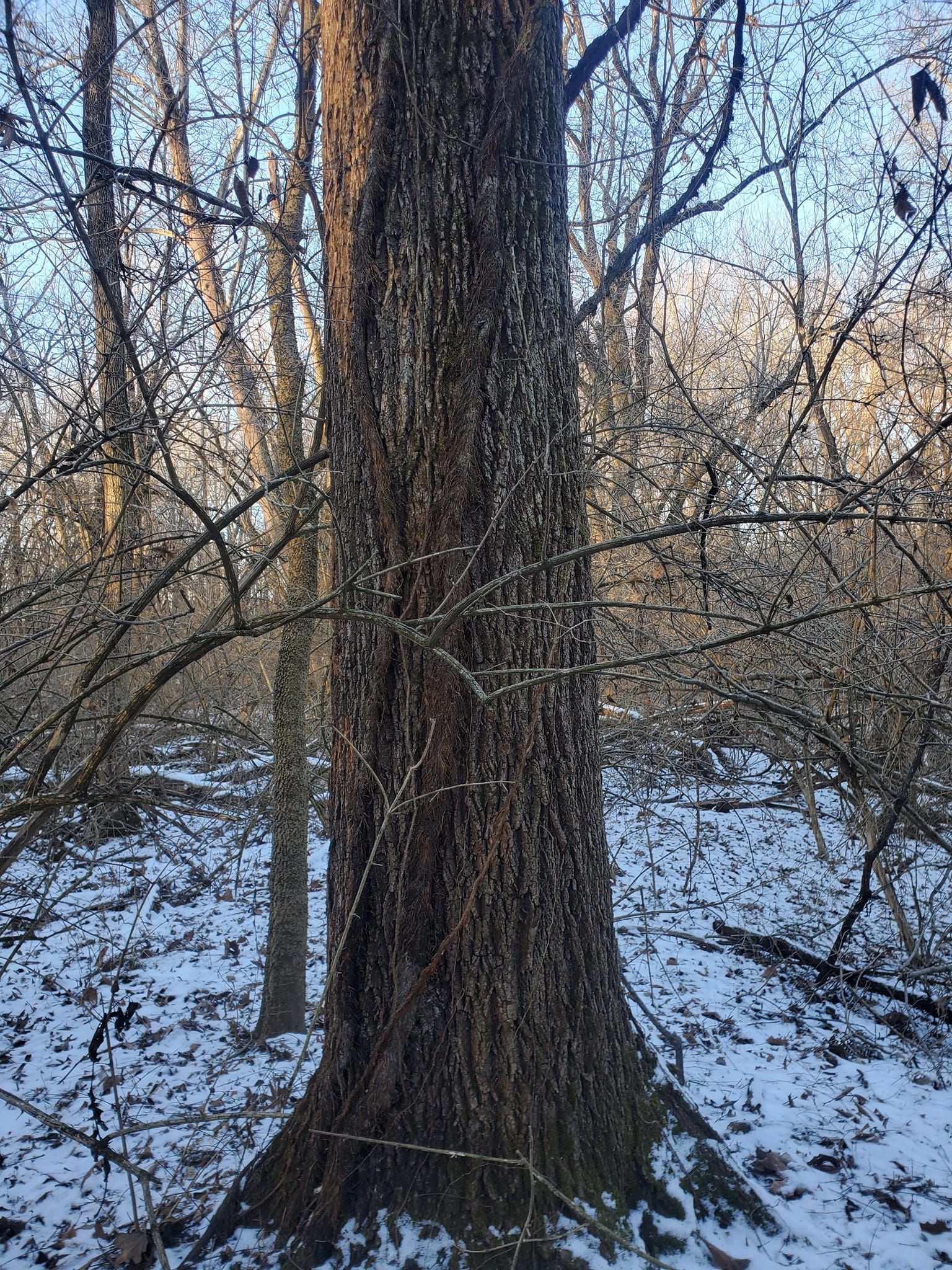 Tree trunk in a snowy forest with bare branches in the background.