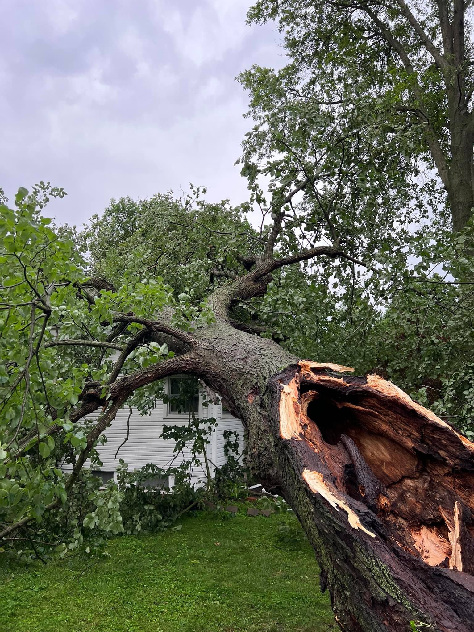 A large tree trunk felled on green grass, exposing a hollow interior. A white building is in the background.