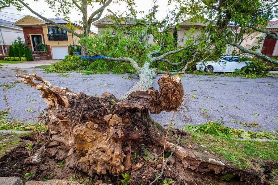 Uprooted tree blocking street after a storm; houses and car in background.