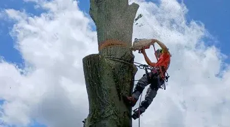 Arborist using a chainsaw to cut a tree trunk; blue sky and clouds in background.