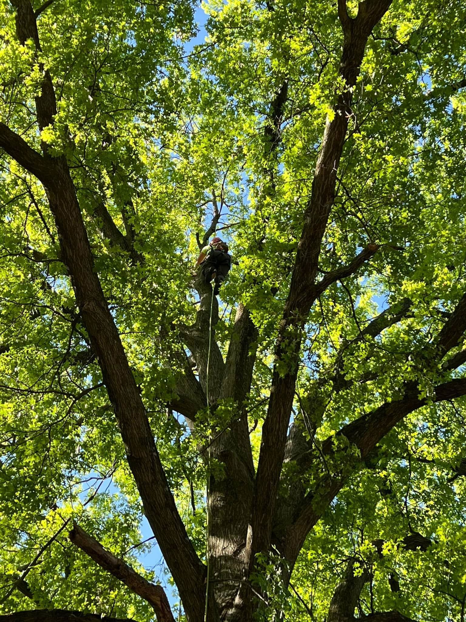 Person in tree trimming branches, bright green leaves, sunny sky.