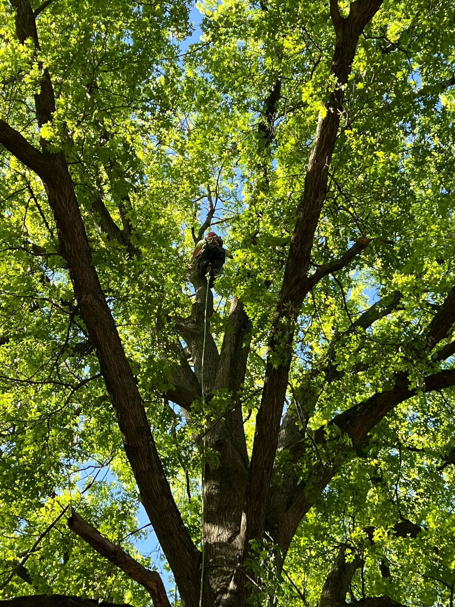 Person climbing a tall tree with green leaves and a blue sky in the background.