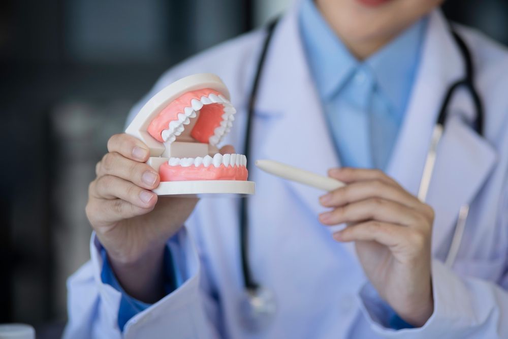 A Dentist Is Holding A Model Of Teeth And A Toothbrush — Miami Denture Clinic In Burleigh Heads, QLD