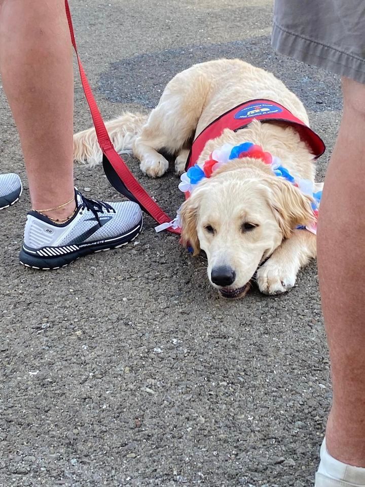 A dog is laying on the ground next to a person on a leash.