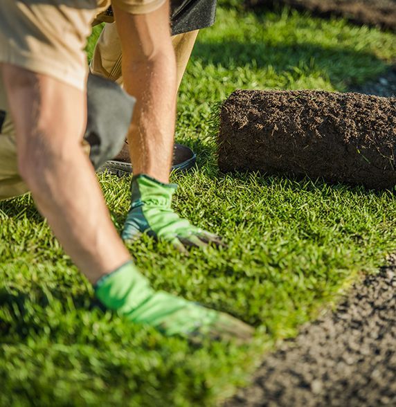 A man is laying a roll of turf on a lush green lawn.