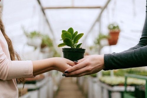 two hands holding a plant vase