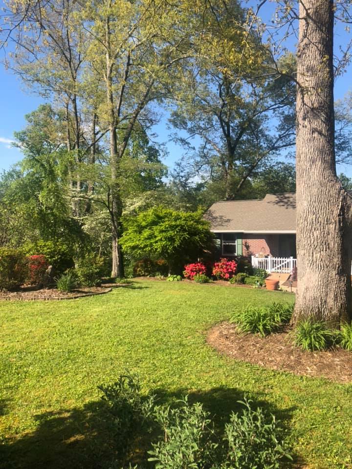 Lawn with Green Plants — Hendersonville, NC — Gravely Hydroseeding & Excavating