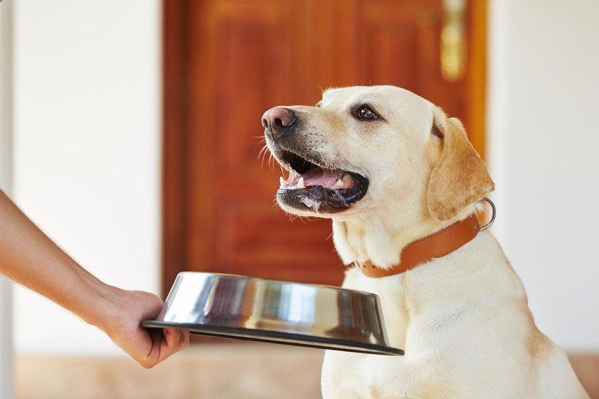 We will take care of your pet dogs