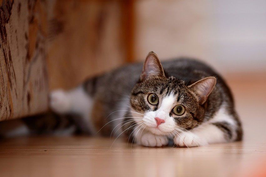 We have a well-maintained cattery