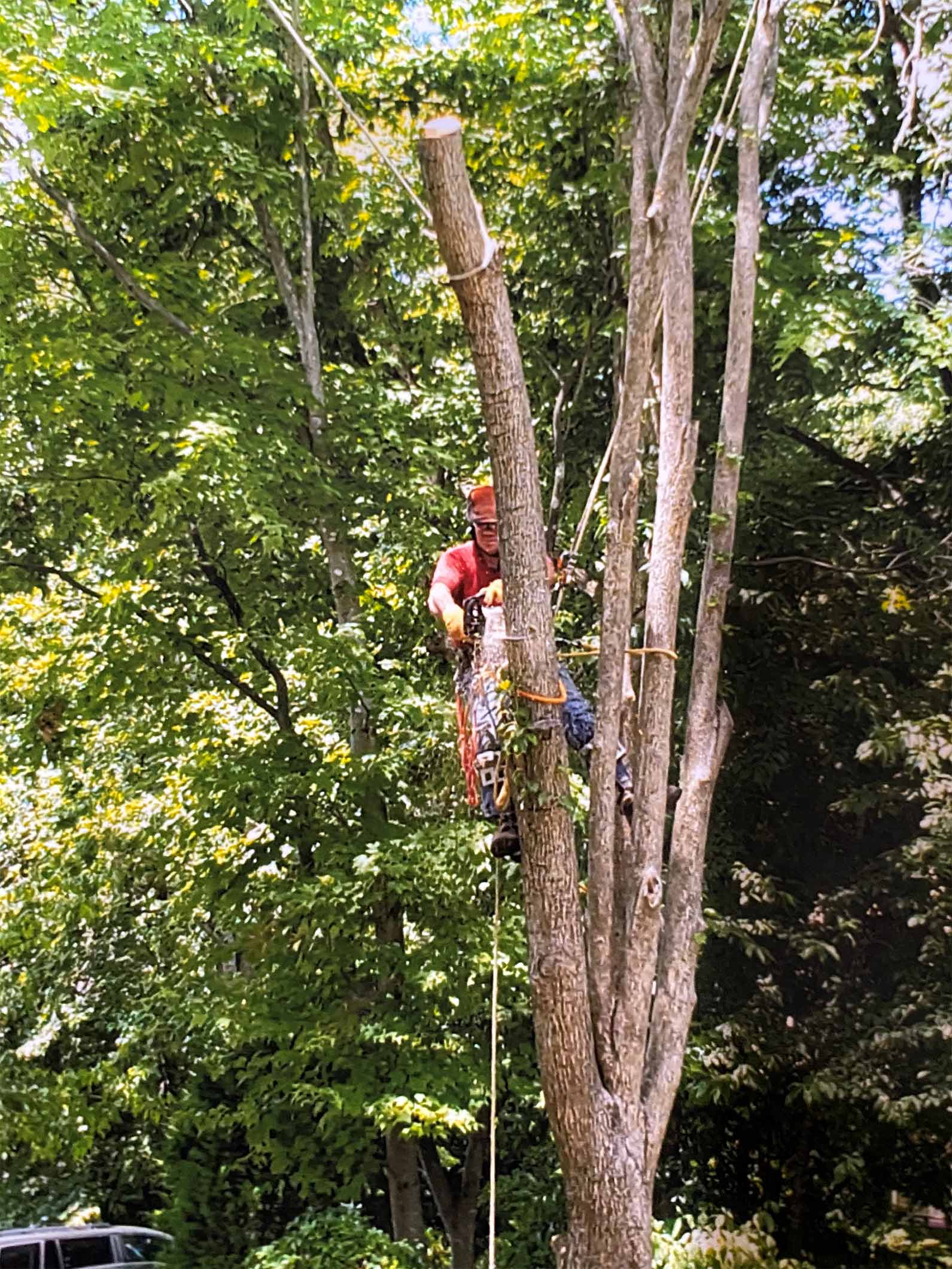 Removing a Branches of Tree — Fredericksburg, VA — Mitchell Tree & Stump Service