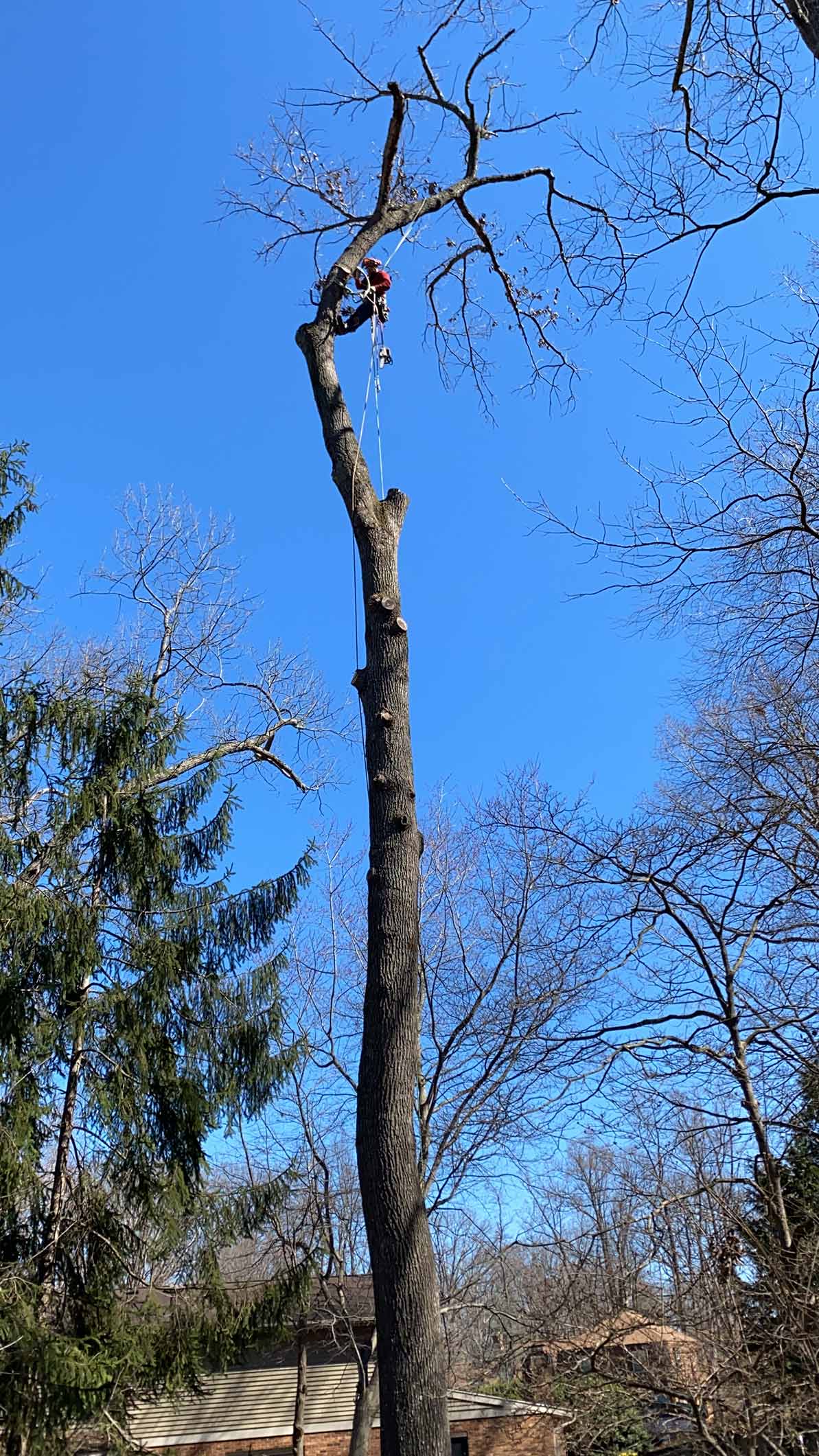 Tree Preservation — Fredericksburg, VA — Mitchell Tree & Stump Service