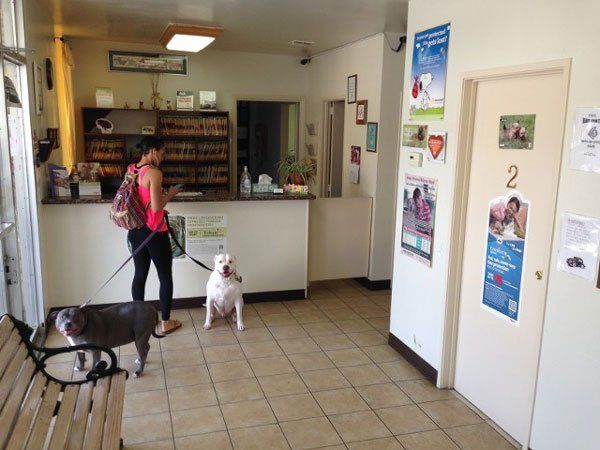 Pet Check Up - Aspen Animal Hospital in Fullerton, CA