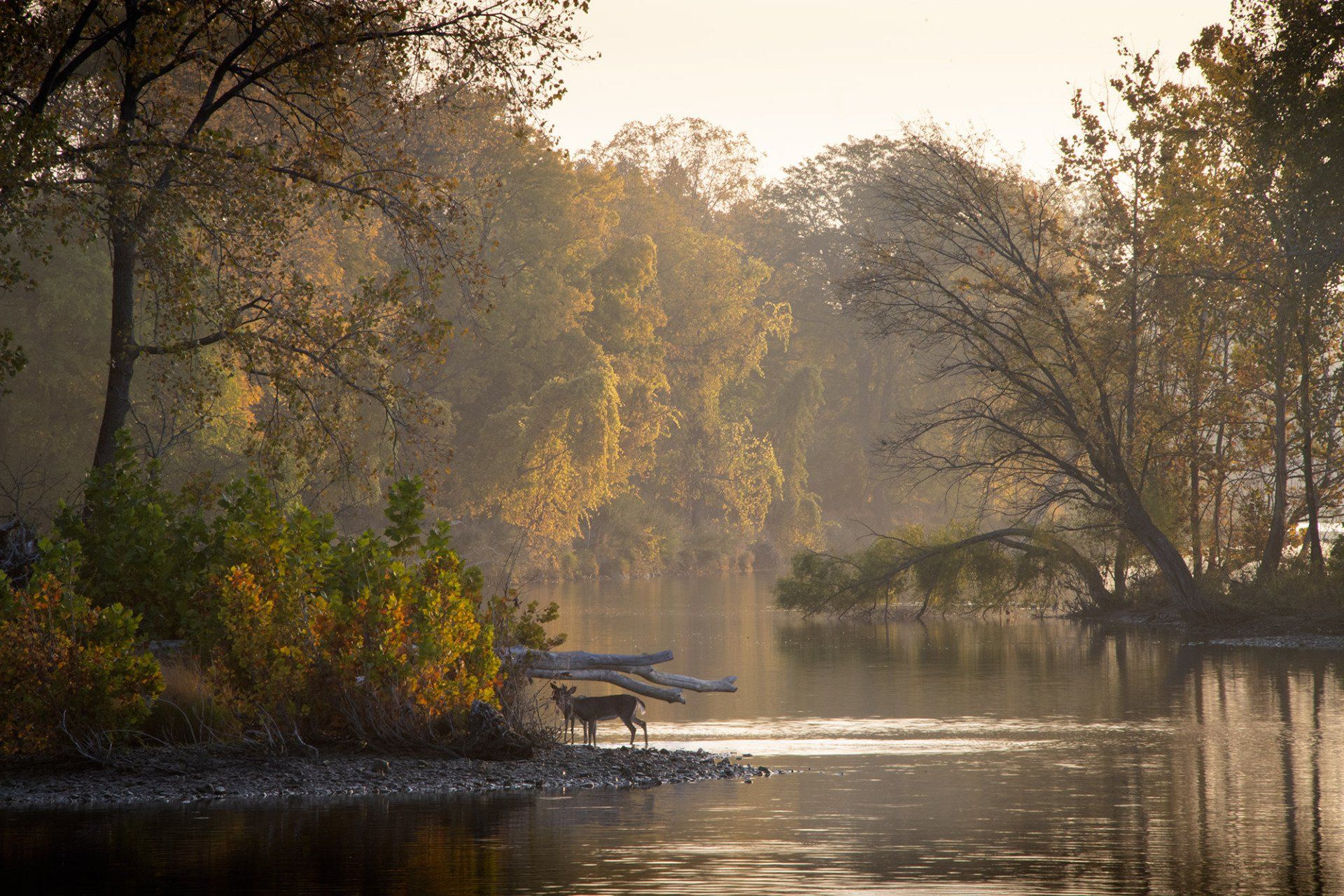 A dog is standing on the shore of a river surrounded by trees.
