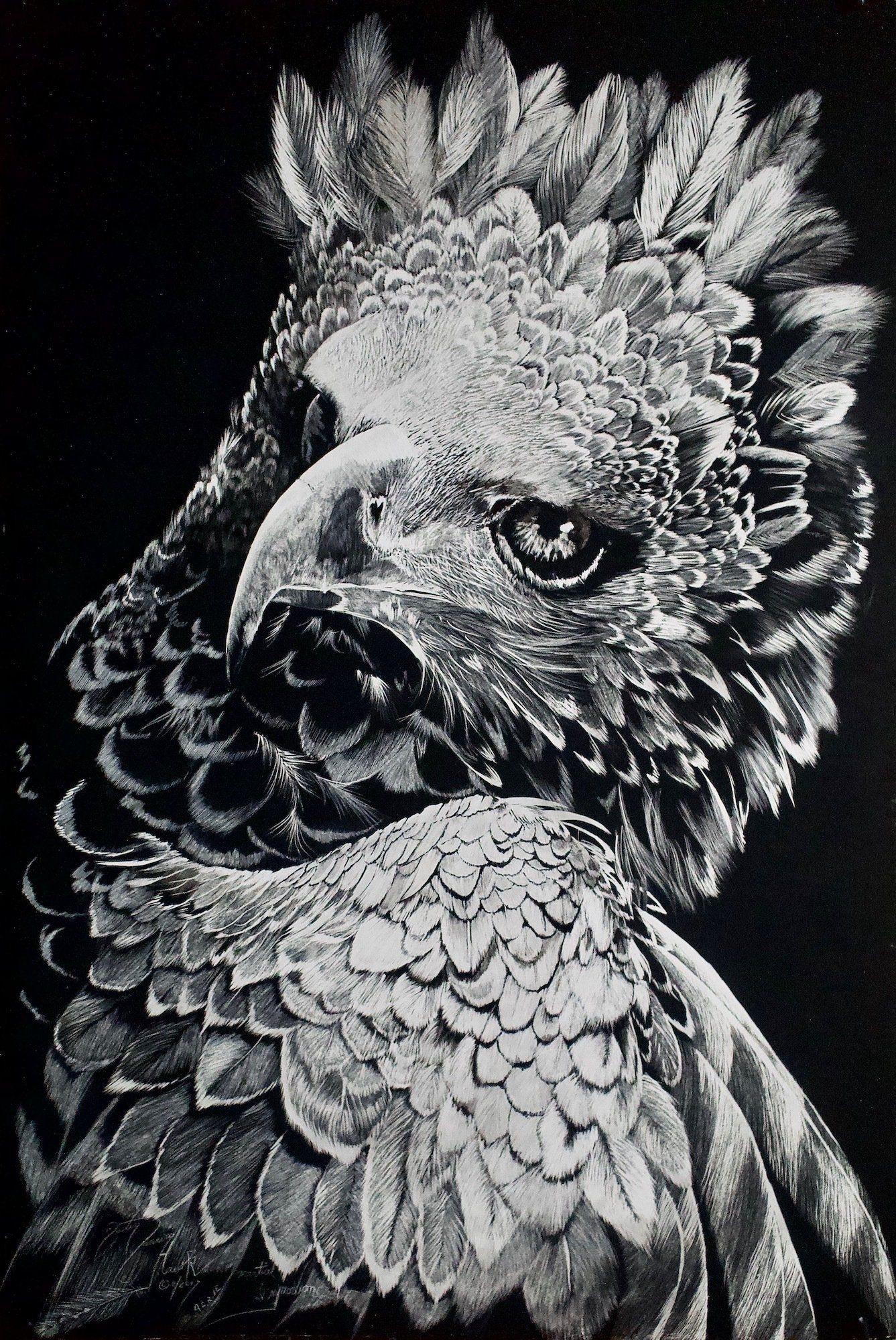 A black and white drawing of a bird with feathers on its head