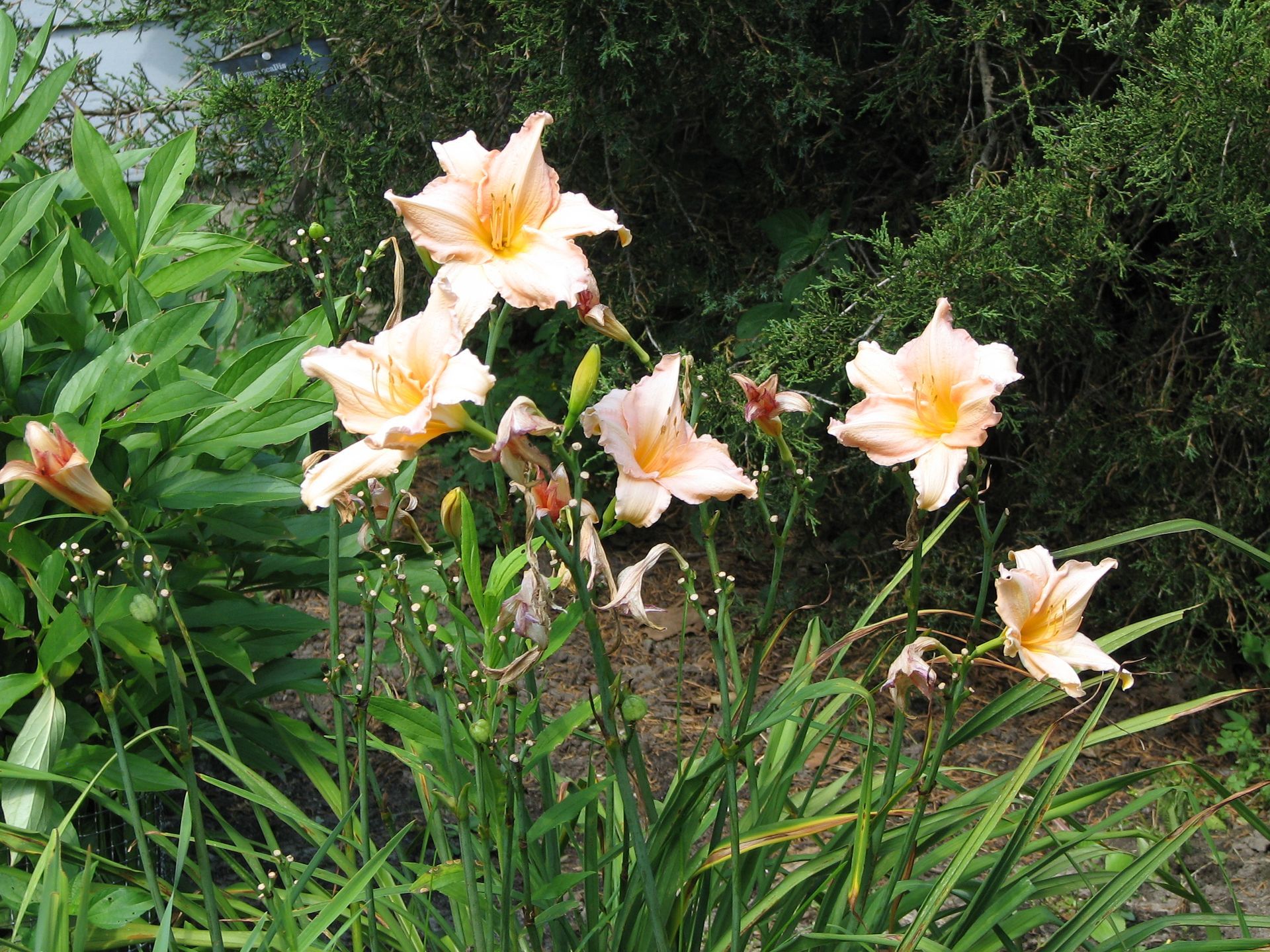 A bunch of flowers are growing in a garden
