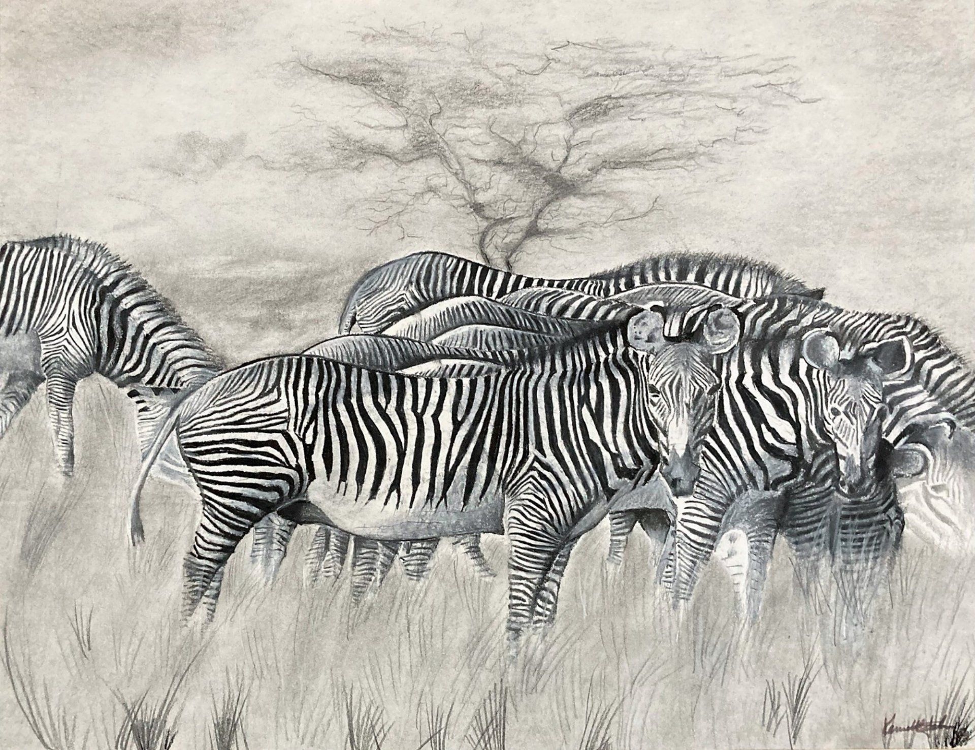 A black and white drawing of a herd of zebras grazing in the grass