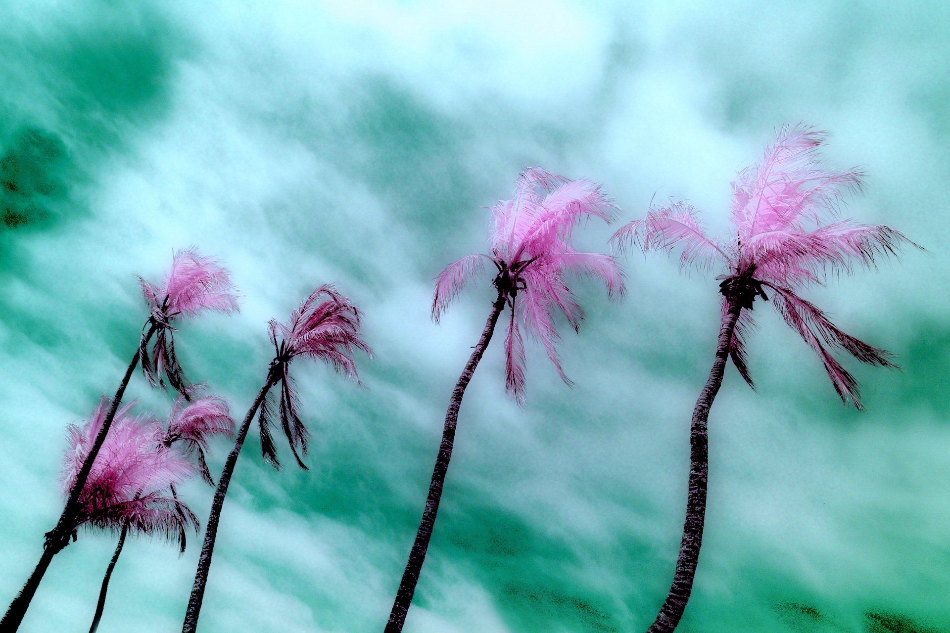 Pink palm trees against a blue sky with clouds