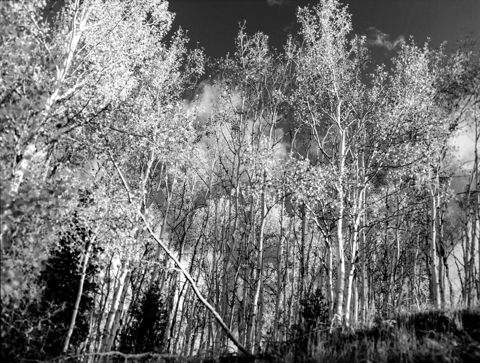 A black and white photo of a forest with trees without leaves