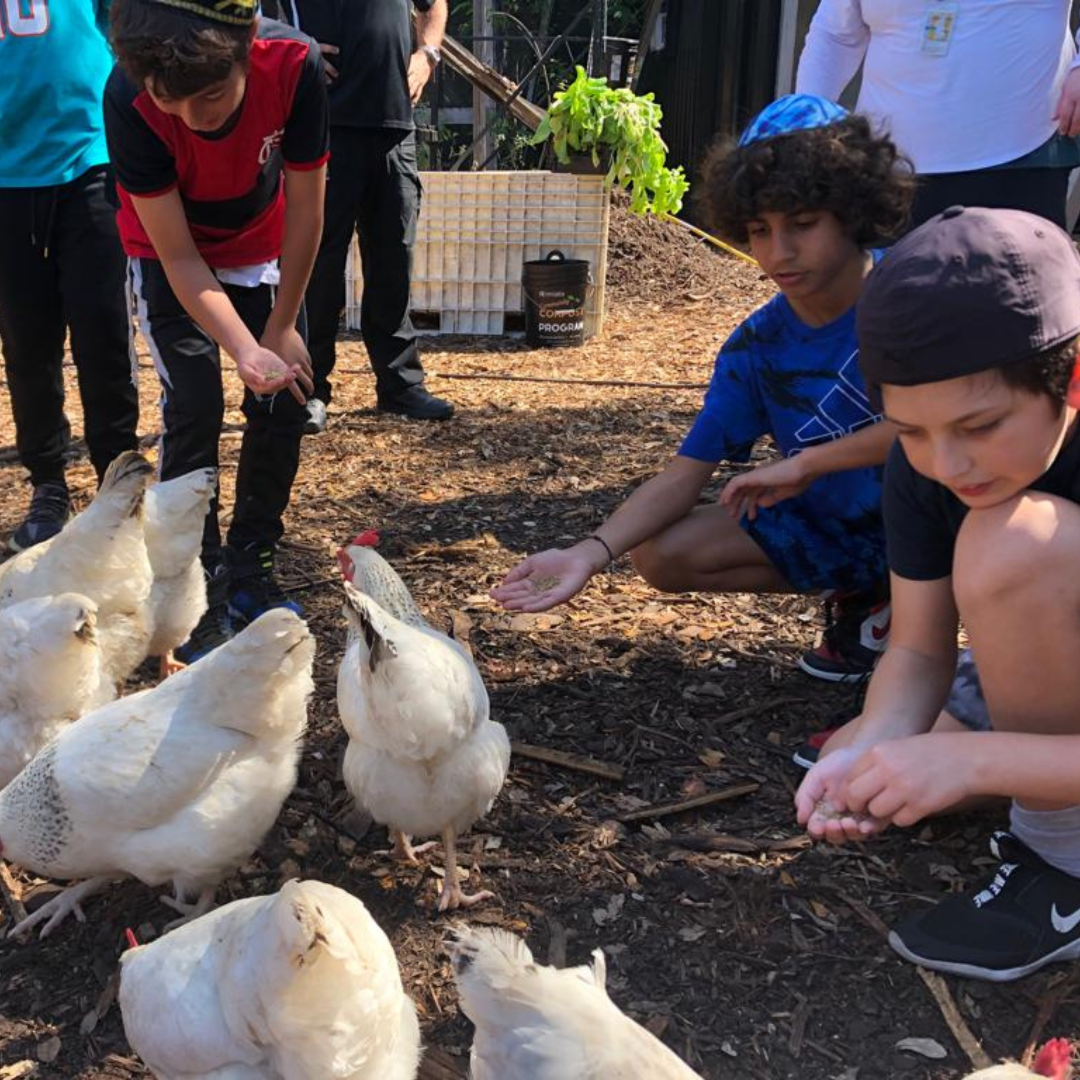 A group of children are feeding chickens in the dirt