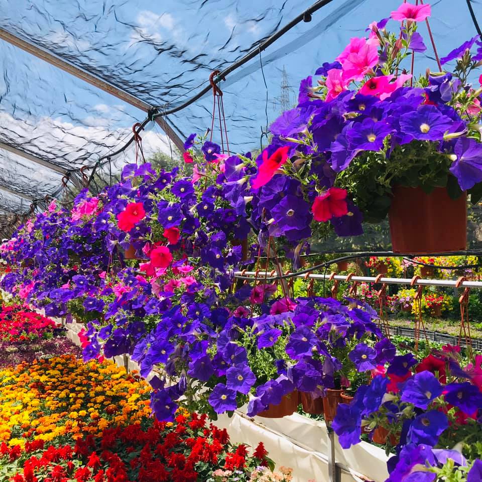 ampia scelta di fiori in vaso