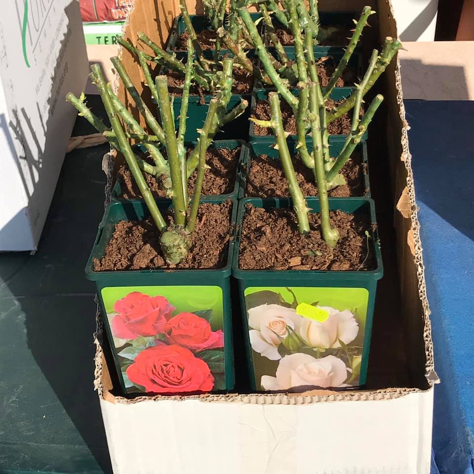 piantine in vaso pronte per essere piantate