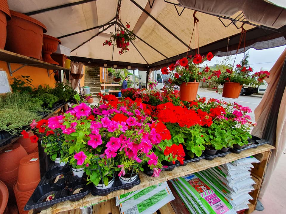 ampia scelta di piantine