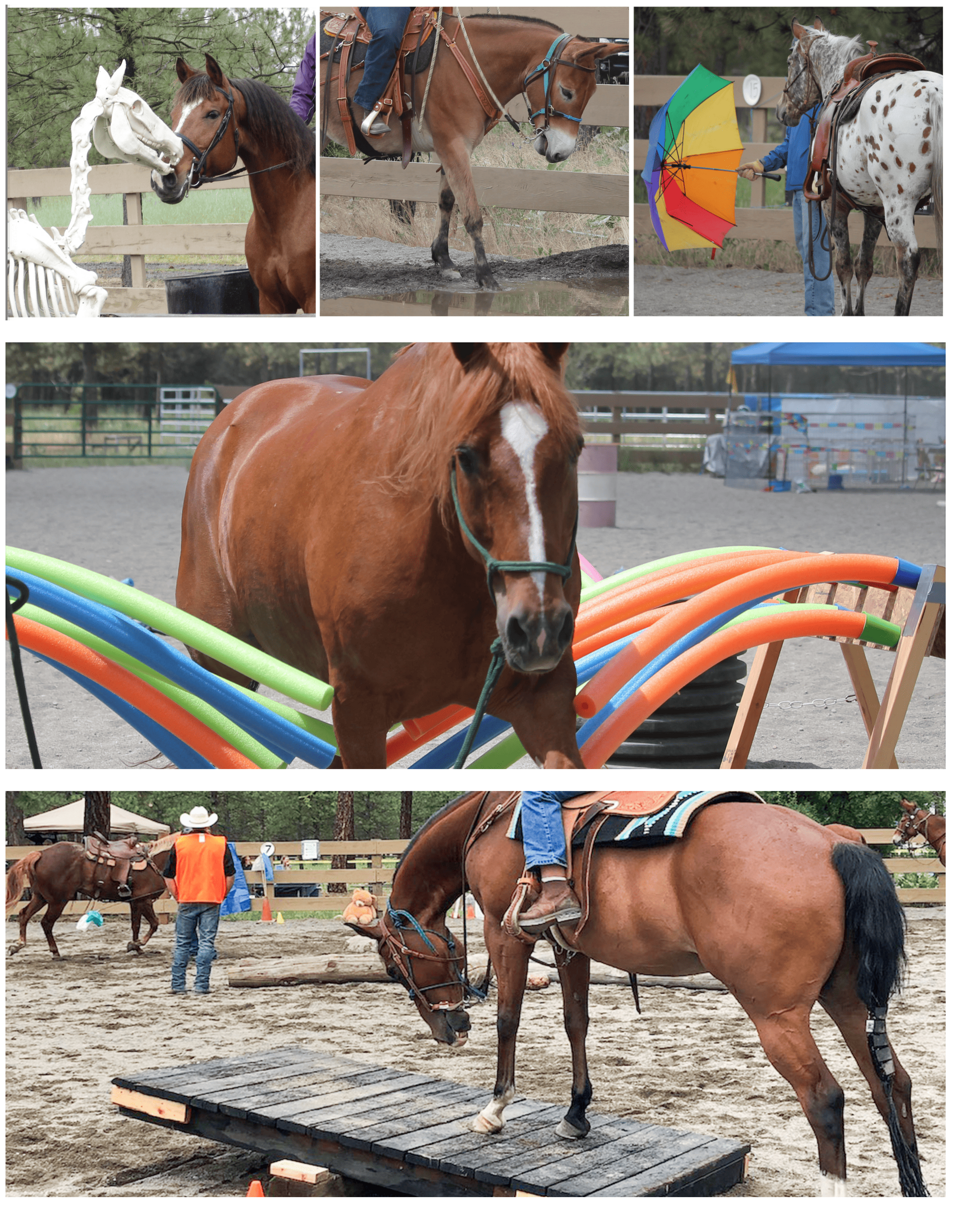 A collage of photos of horses and people riding them at the Path to Partnership event