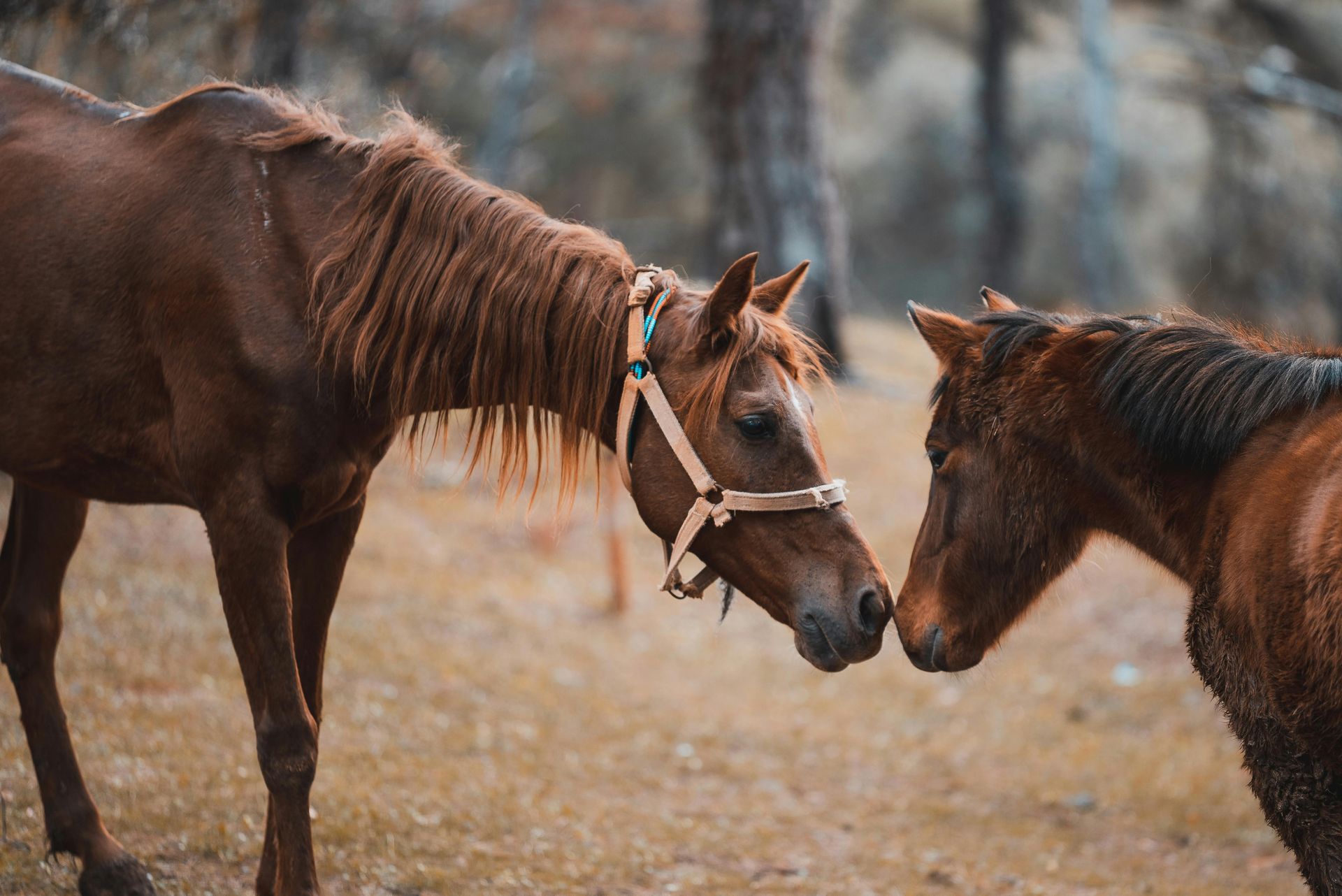Two brown horses are standing next to each other in a field.