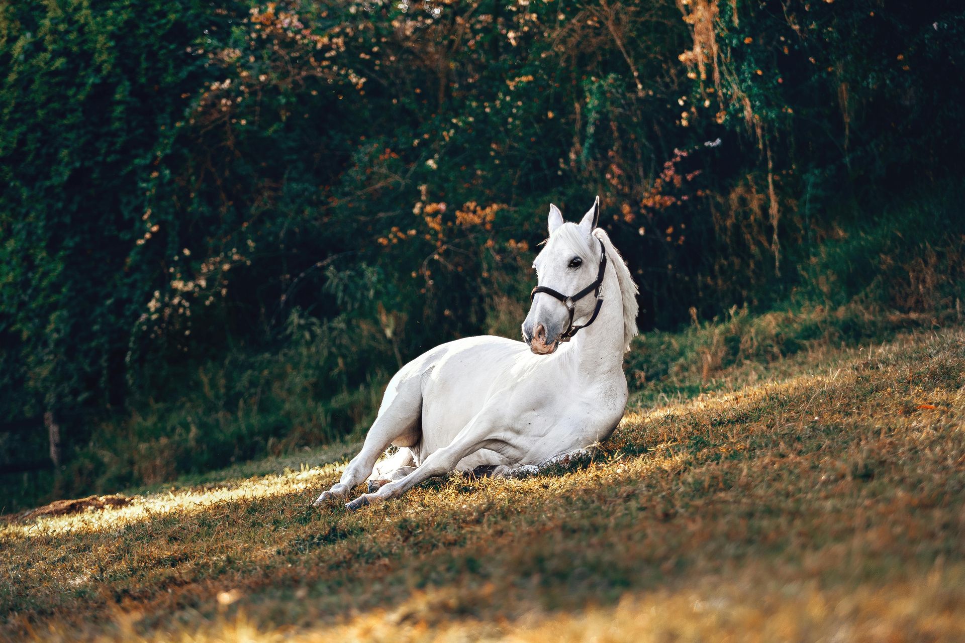 A white horse is laying down in the grass in a field.