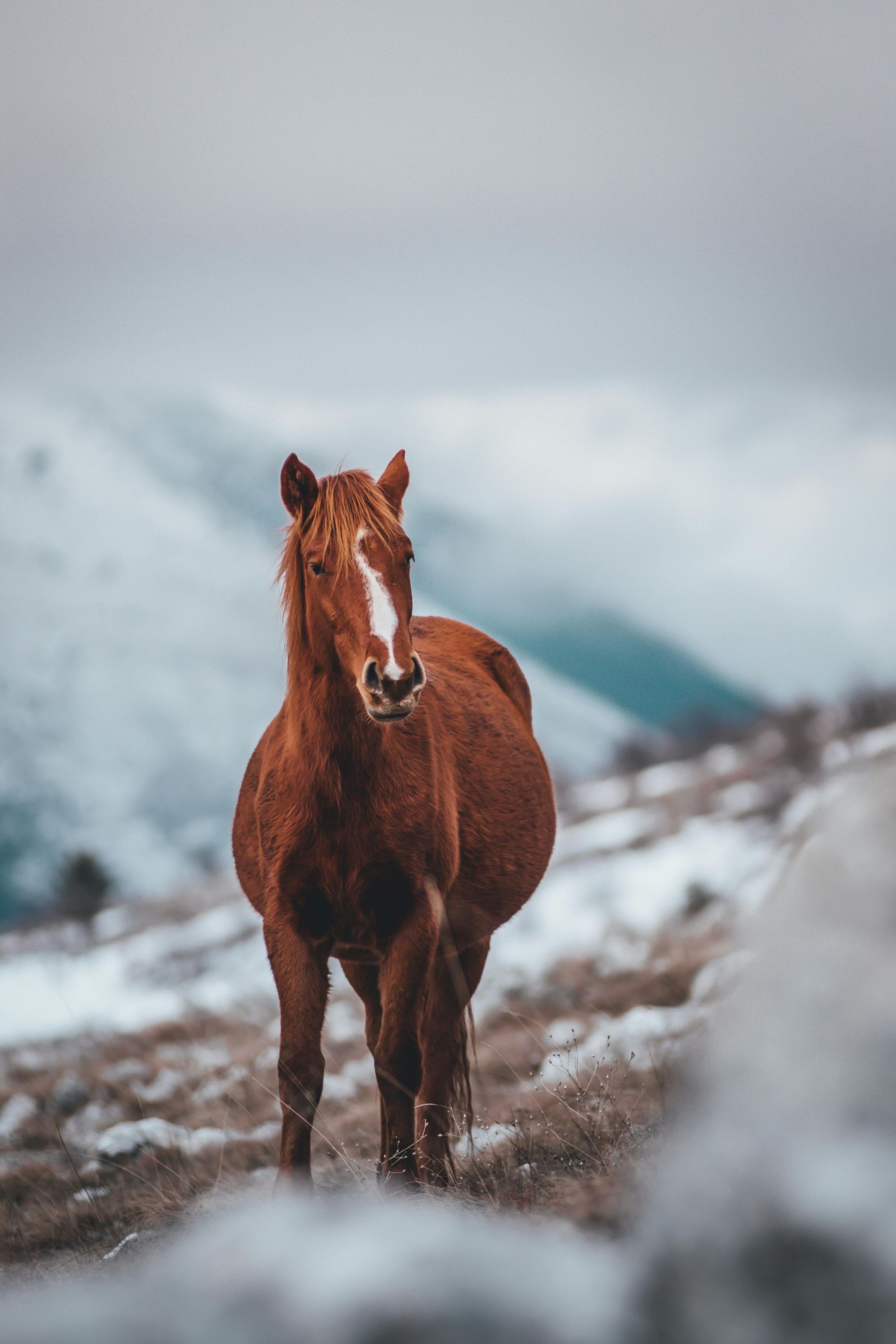 A brown horse is standing in the snow on top of a snow covered hill.