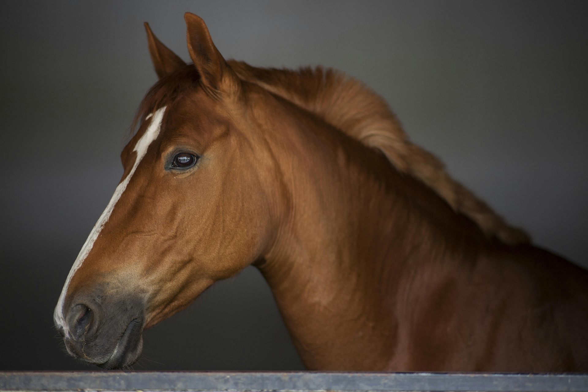 A brown horse with a white spot on its nose is looking over a fence.