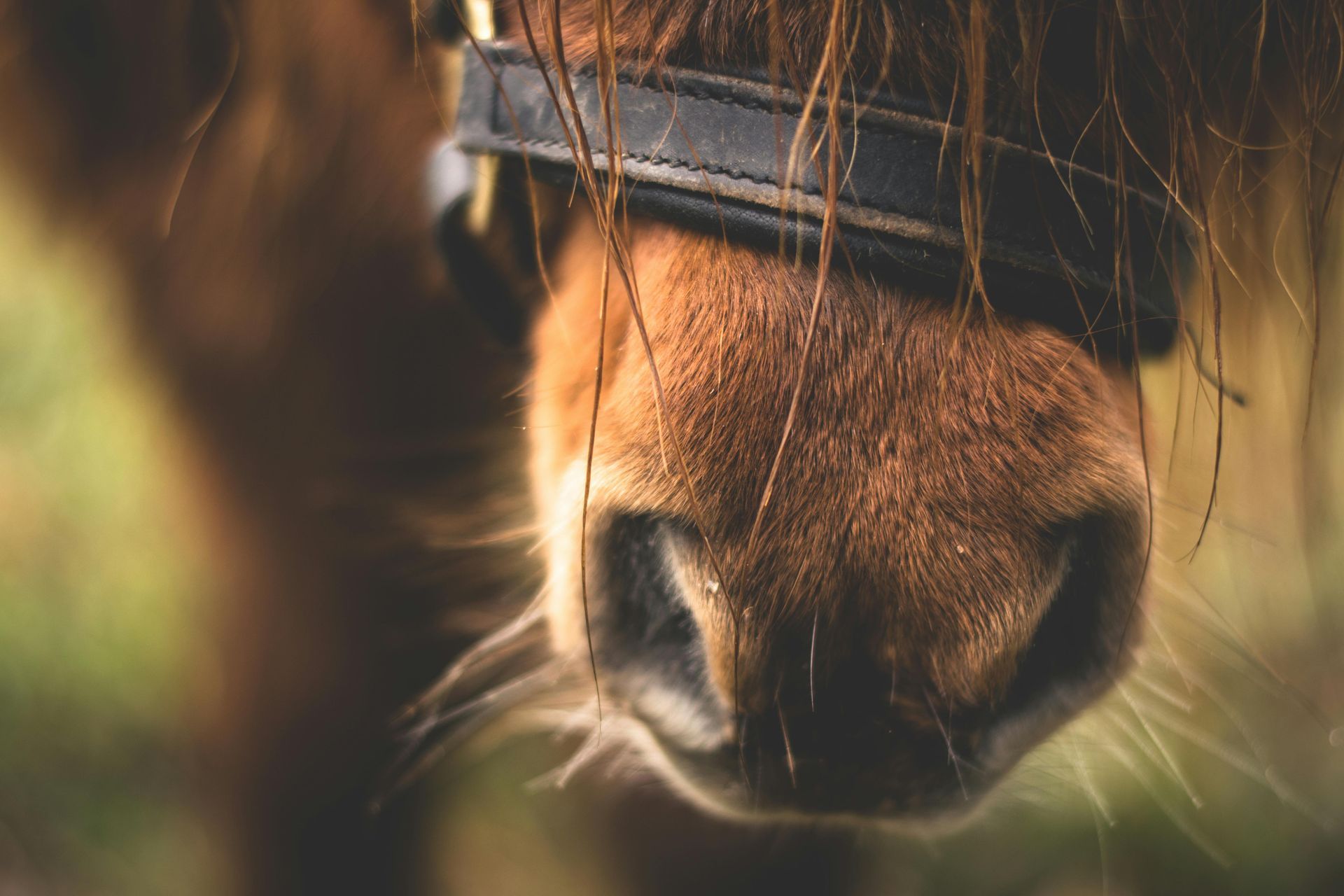 A close up of a horse 's nose with a bridle.