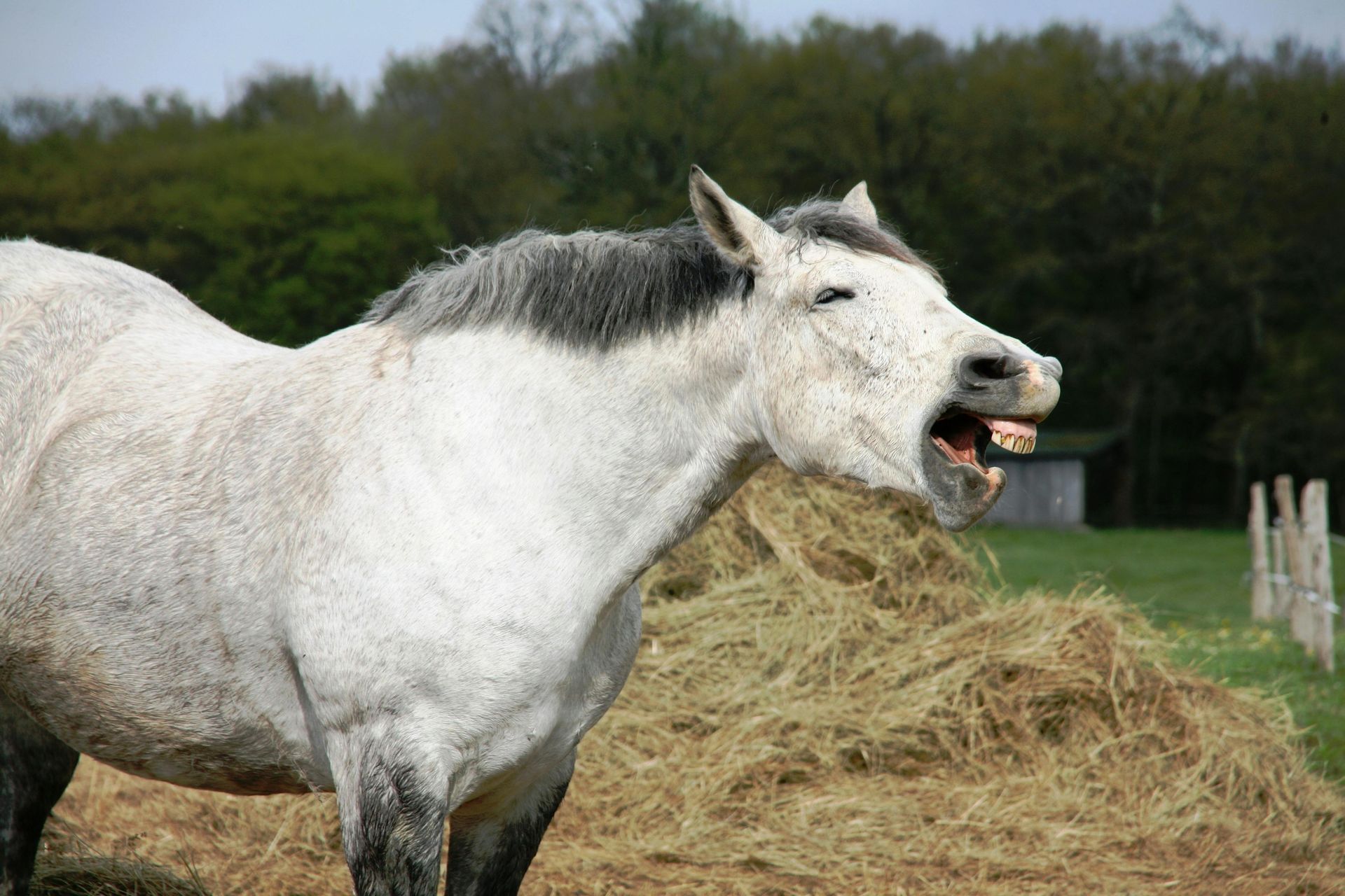 A white horse with its mouth open standing next to a pile of hay.