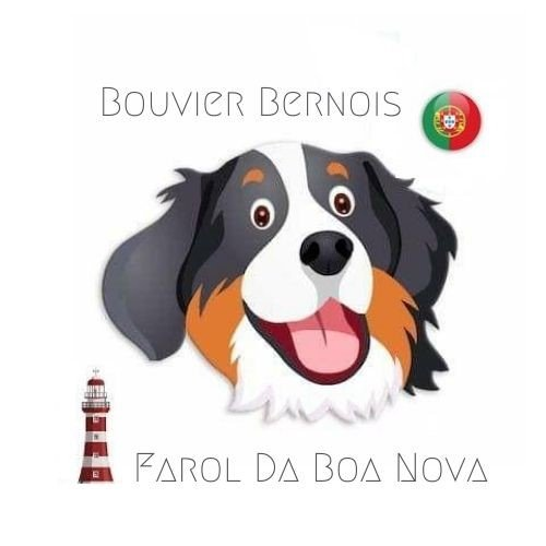 Ponteserradense dedica parte da vida à criação de cães da raça São Bernardo  - Oeste Mais