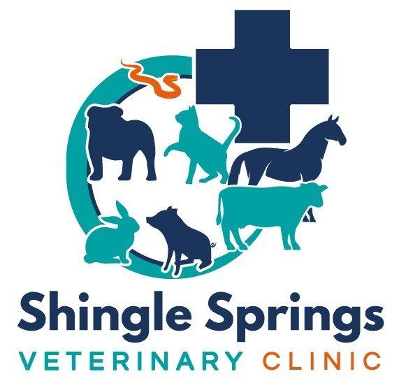 Local Vet | Shingle Springs, CA | Shingle Springs Veterinary Clinic