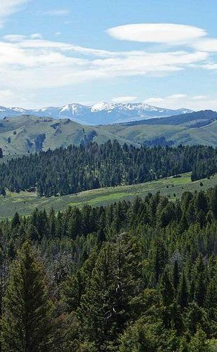A scenic mountain landscape with a dense pine forest in the foreground, rolling green hills, and distant snow-capped peaks.
