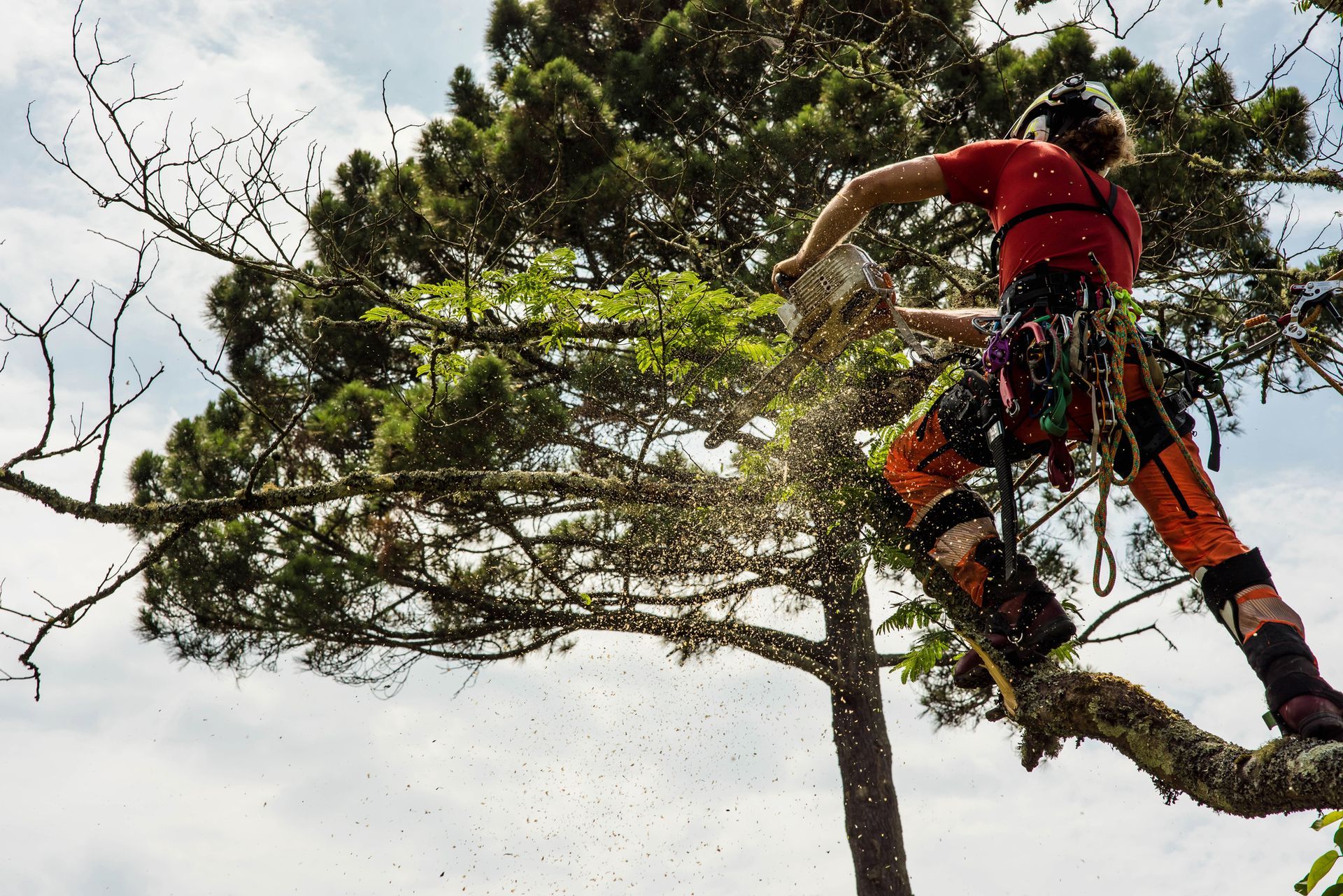 A man is cutting a tree with a chainsaw.