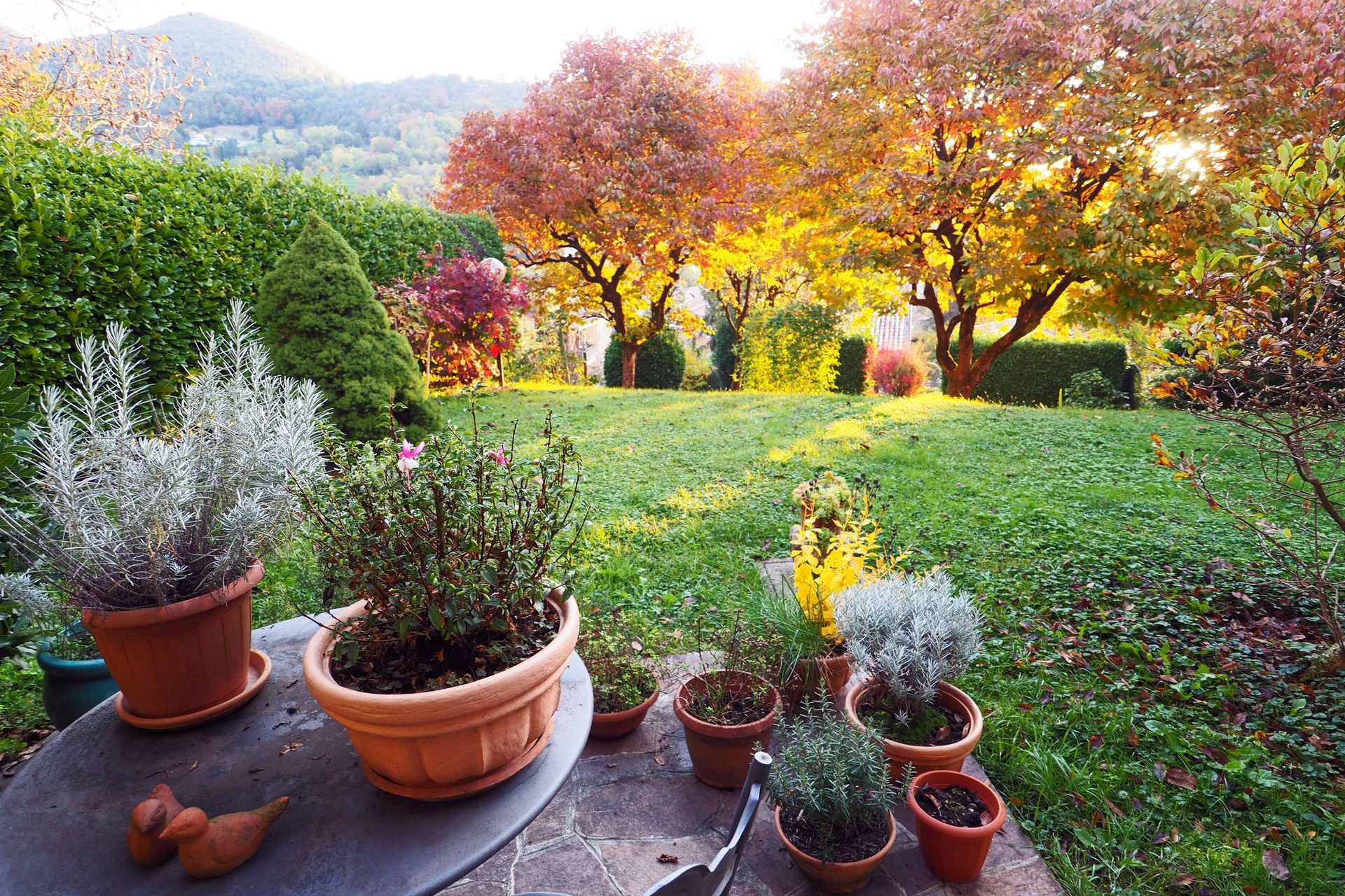 Potted plants are sitting on a table in a garden.