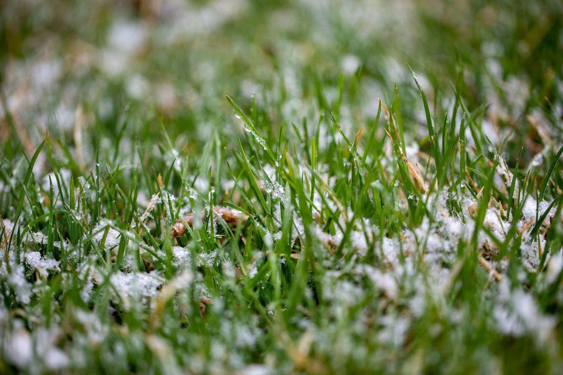 A close up of a lawn with snow on it.