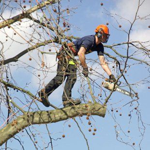 Tree felling - Northwich - J N Hassell of Altrincham - Tree surgeon Tree surgeon