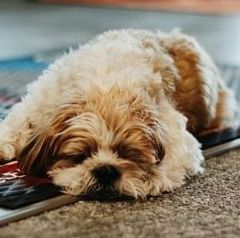 SI Mascot – Beatrice, NE – Schoen’s Roofing