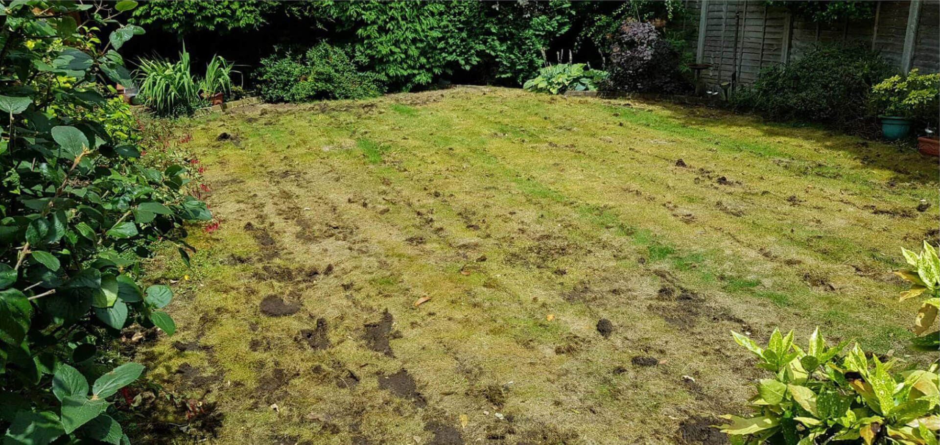Before: yellow lawn with churned up mud