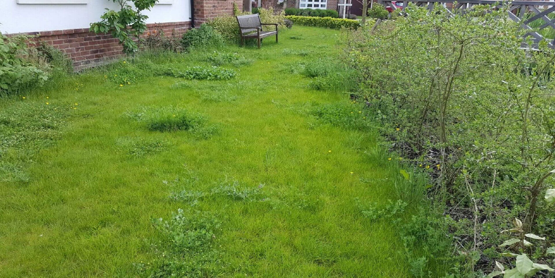 Before: overgrown lawn full of weeds