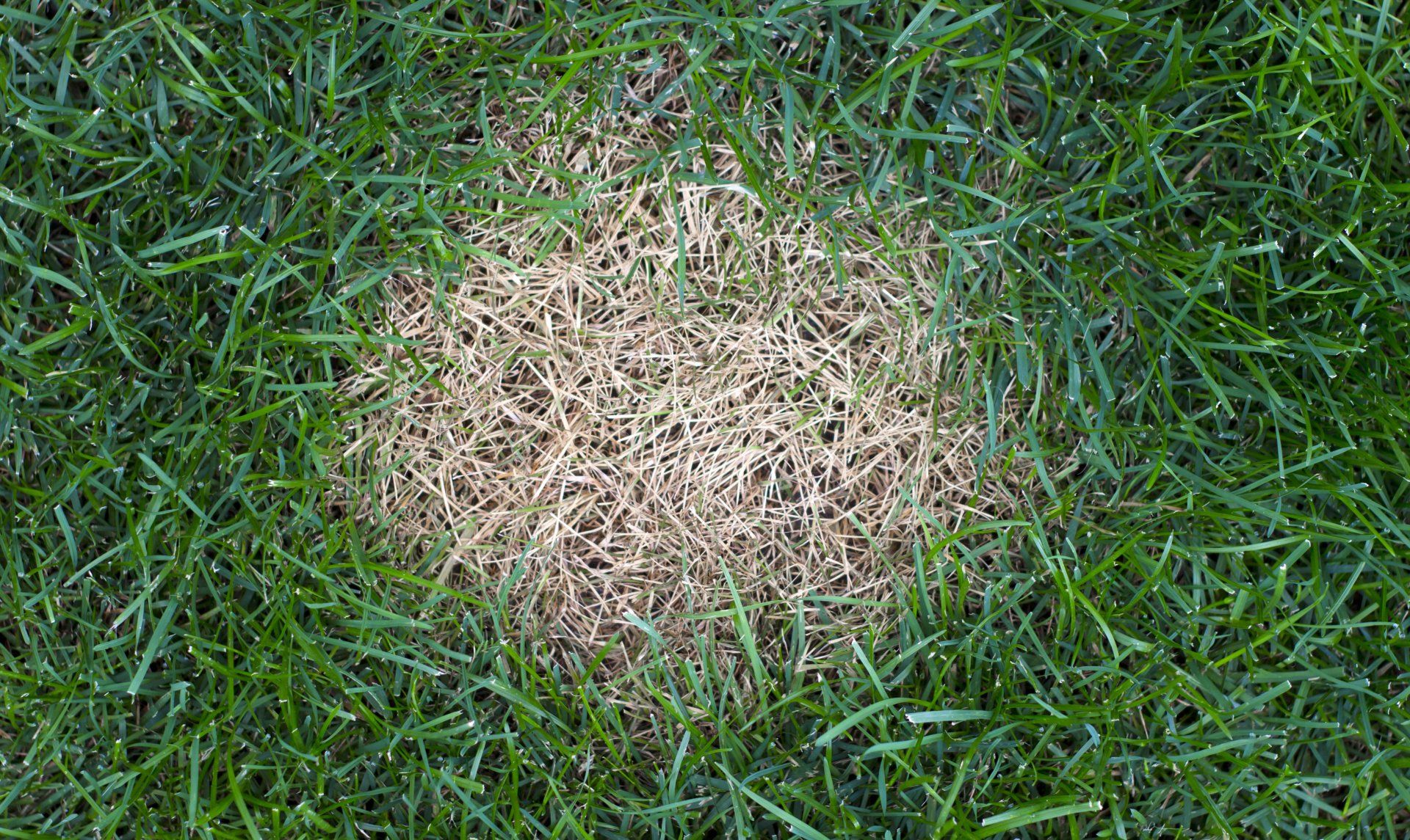 Image of a lawn effected by disease