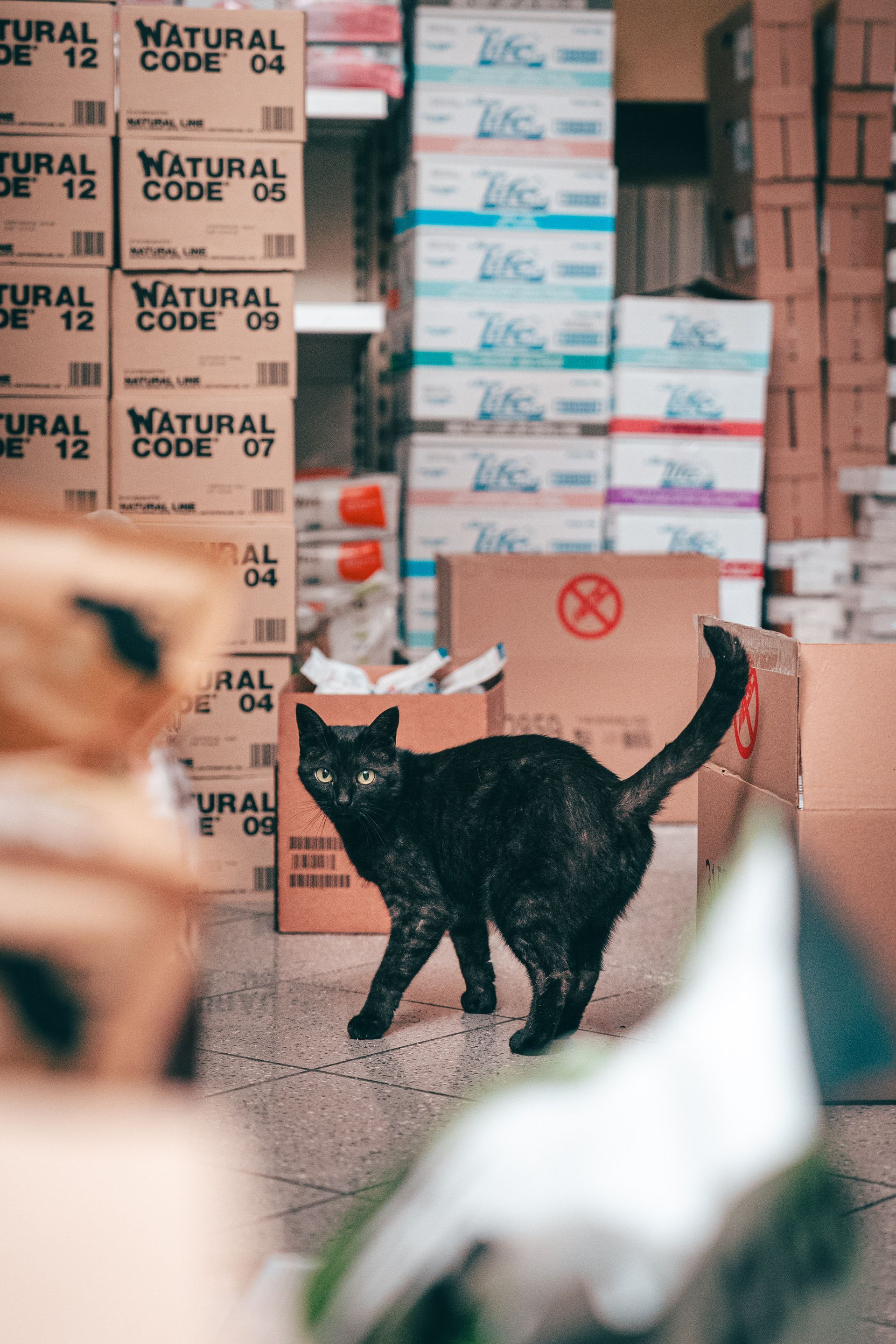 Gatto nero in piedi in un magazzino, circondato da pile di scatole di cartone.