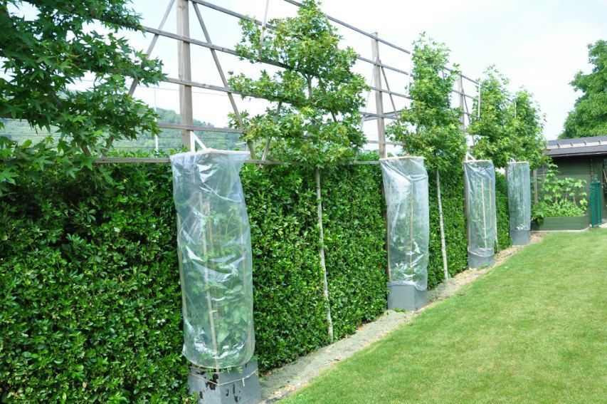 A Row of Hedges With Plastic Bags — Quality Lawns and Gardens in Raworth, NSW