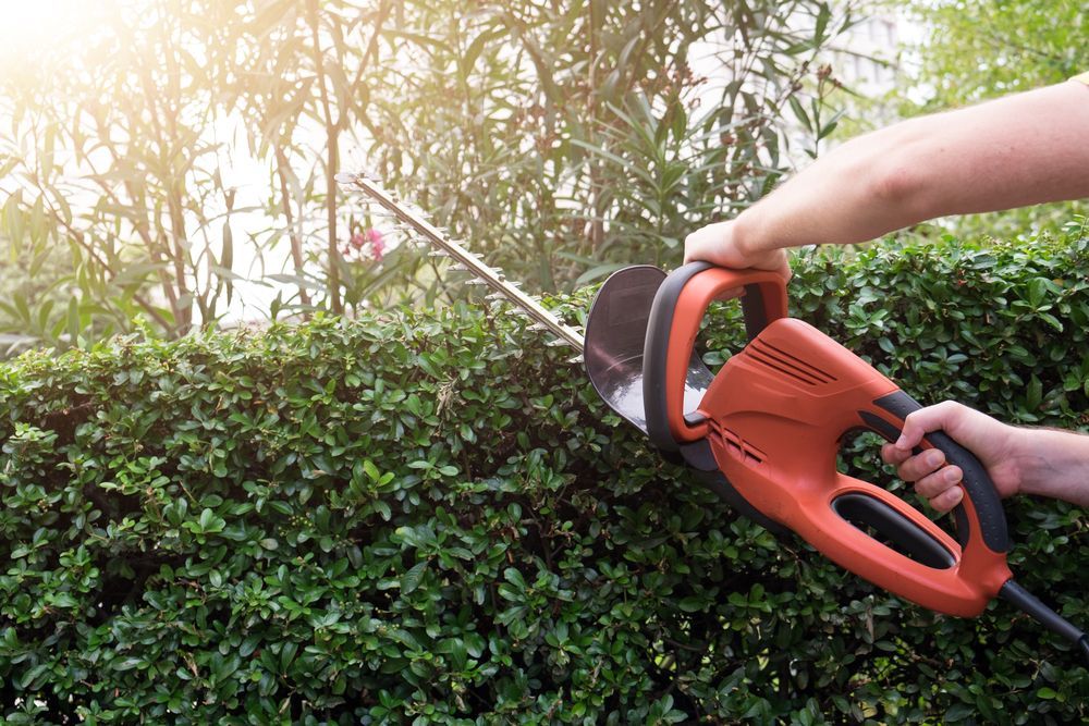 A person is cutting a hedge with a hedge trimmer — Quality Lawns and Gardens in Newcastle, NSW
